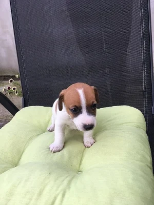 Prodám štěně JRT