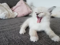Ragdoll koťátka