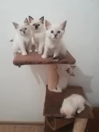 Ragdoll koťátka