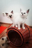 Ragdoll koťátka
