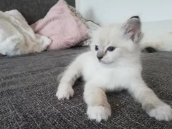 Ragdoll koťátka
