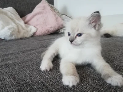 Ragdoll koťátka