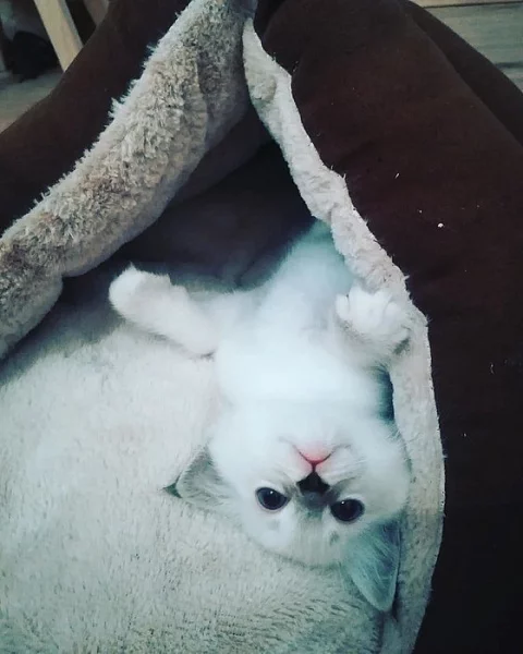 Ragdoll koťátka