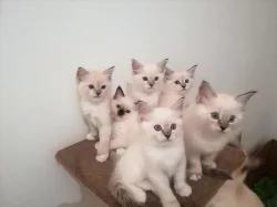 Ragdoll koťátka