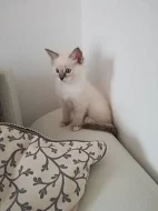 Ragdoll koťátka