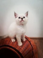 Ragdoll koťátka
