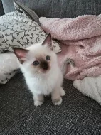 Ragdoll koťátka
