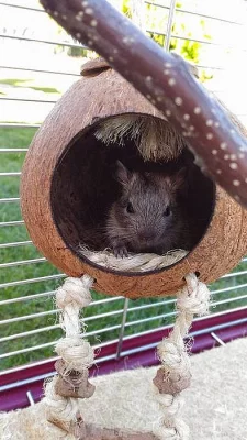 Daruji osmáky degu