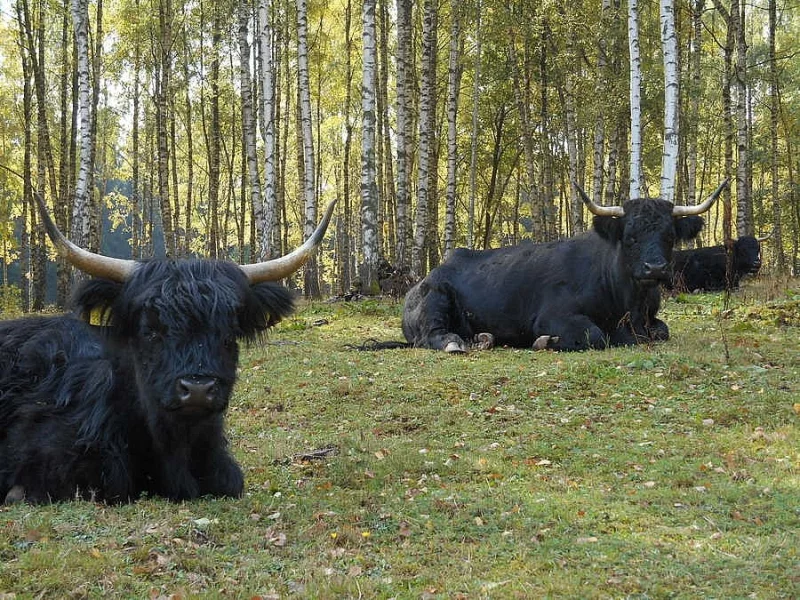 Prodám dvě kravičky Skotský náhorní skot - Highland,