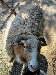 Prodám berana