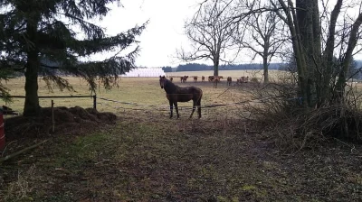 Kůň na prodej