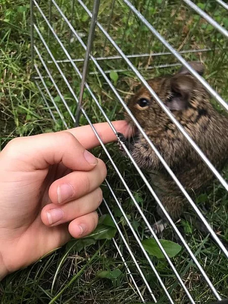 Dva Osmáci Degu