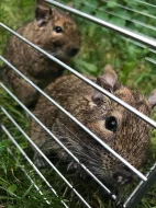 Dva Osmáci Degu