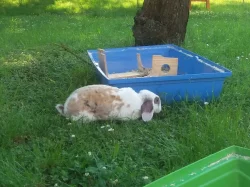 Prodám roční samici zakrslého rexe