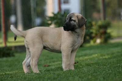 Anatolský pastevecký pes - Kangal