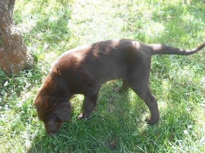 Flat Coated Retriever