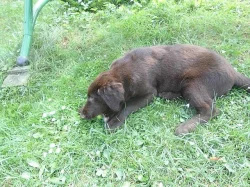 Flat Coated Retriever
