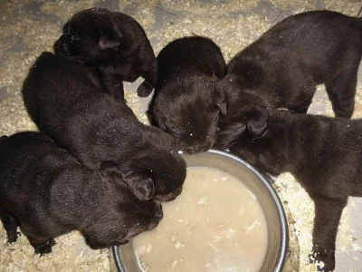 Labrador Retriever