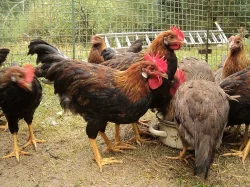 Prodám kohouty vlašky koroptví