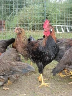 Prodám kohouty vlašky koroptví
