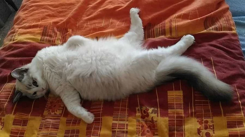 Ragdoll kocourek s PP