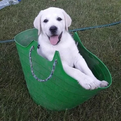 Labradorský retriever s PP smetanový kluk
