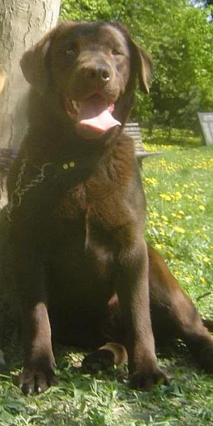 Labrador čokoládová fenka s PP