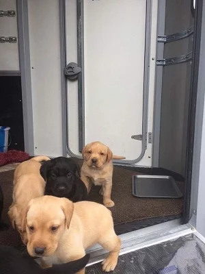 Labradorský retriever s PP