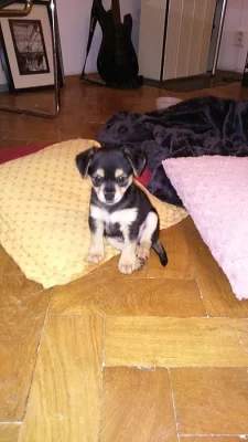 Štěňátka kříženec dlouhosrsté čivavy