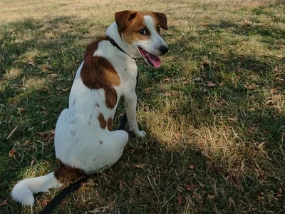 Jack Russell teriér bez PP