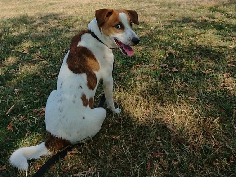 Jack Russell teriér bez PP