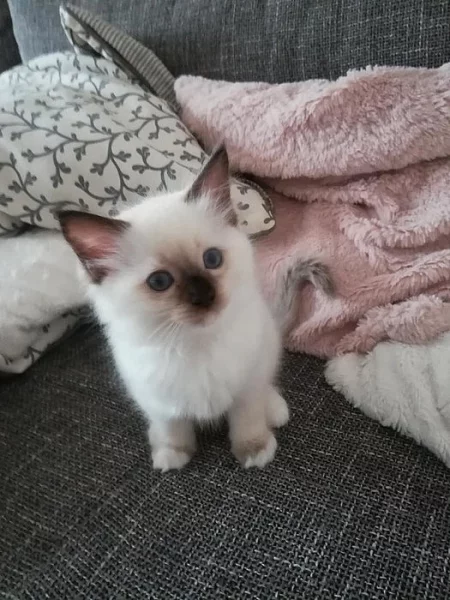 Kotata ragdoll - video