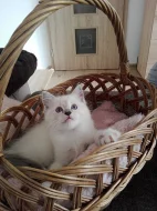 Kotata ragdoll - video