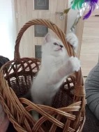 Kotata ragdoll - video