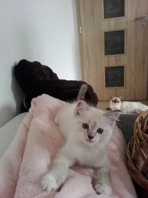 Kotata ragdoll - video
