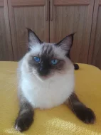 Kotata ragdoll - video