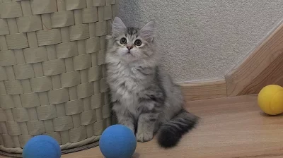Sibiřská kočka jménem Alexandra