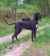 Německá doga