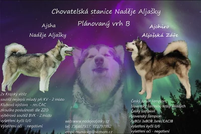 Aljašský malamut