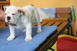 Anglický buldok - štěňátka s průkazem původu