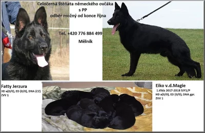 Německý ovčák celočerná štěňata s PP
