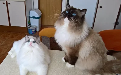 Prodej koťátek Ragdoll s PP