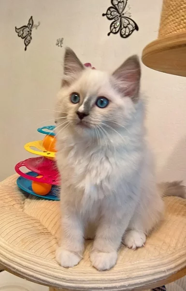 Prodej koťátek Ragdoll s PP