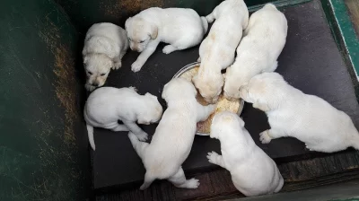 Štěňata labradora bílého