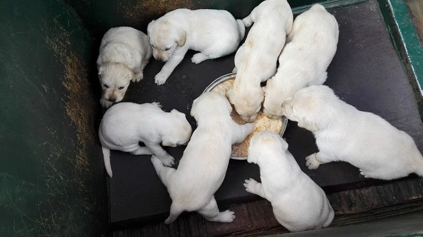 Štěňata labradora bílého