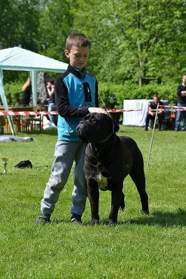 Štěňátka Cane Corso zlatá a černá s PP