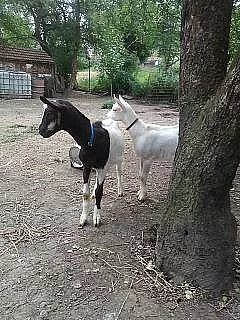 Prodám bezrohé kozy - Zlín