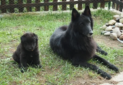 Belgický ovčák Groenendael