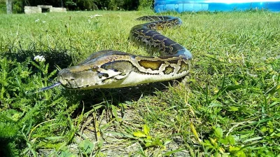 Krajta Tmava