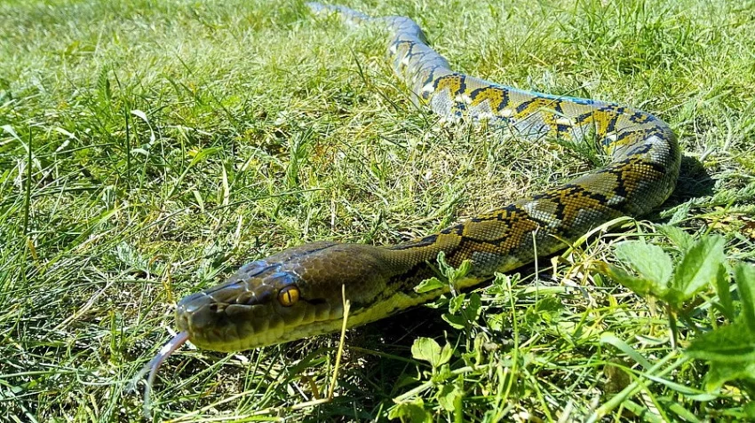 Krajta Mrizkovana